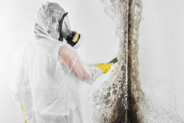 Best Post-Flood Mold Remediation in North Royalton, OH