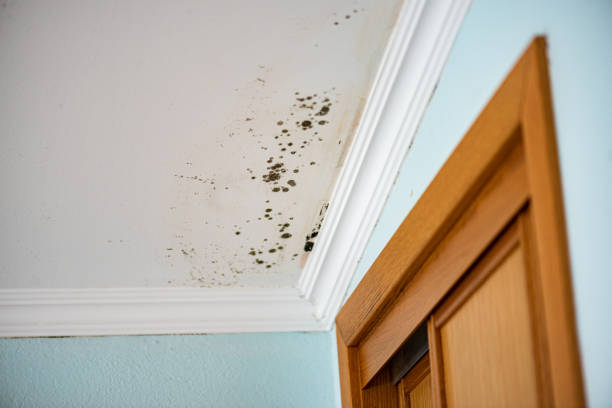 Best Crawl Space Mold Remediation in North Royalton, OH