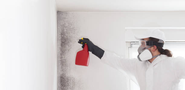 Best Black Mold Remediation in North Royalton, OH