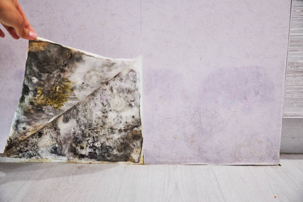 Best Emergency Mold Remediation in North Royalton, OH